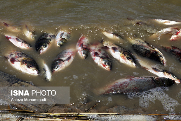 تلفات غیرعادی ماهی‌های سد نعمت‌آباد
