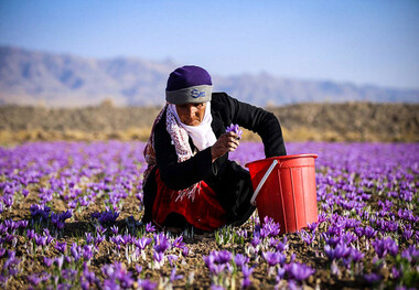 زعفران ایران راهی کدام کشورها می شود؟
