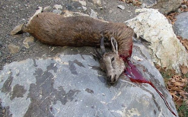 شکارچیان بز وحشی در مهران دستگیر شدند