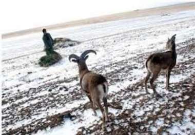 درخواست محیط زیست آمل برای مهربانی با وحوش در سرما و برف