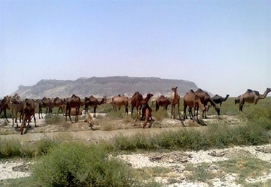 شیوع بیماری طاعون نشخوارکنندگان کوچک در پارک ملی سالوک