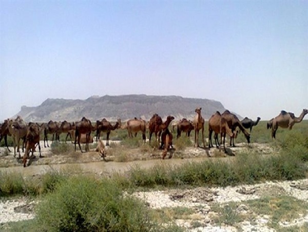 شیوع بیماری طاعون نشخوارکنندگان کوچک در پارک ملی سالوک