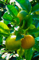 طبیعت روستای بزکویه