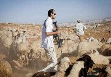 اسرائیلی‌ها گوسفندهای فلسطینی‌ها را دزدیدند