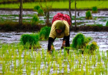 کاهش ۴۰ درصدی کشت برنج در استان کهگیلویه و بویراحمد