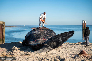 منتخب تصاویر امروز جهان - 1 اسفند 1403