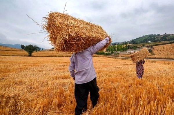 برداشت بیش از 18 هزار تن گندم  در تربت حیدریه