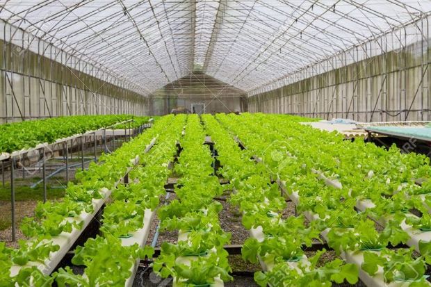 ۵۰ هزار هکتار فضای گلخانه‌ای محصولات کشاورزی در کشور احداث می‌شود