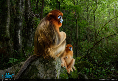 برترین عکس های حیات وحش سال 2018 