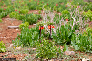 دشت لاله های واژگون کوهرنگ