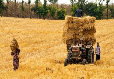 1800 تن جو از مزارع خور و بیابانک برداشت شد