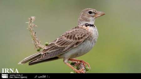 2 قطعه چکاوک دشتی قاچاق در زابل کشف شد