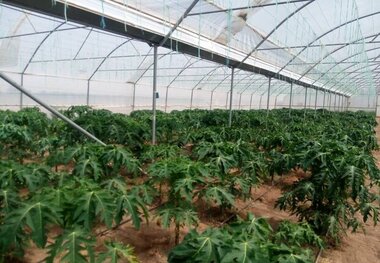 گیاه پاپایا برای اولین بار در فارس کشت شد