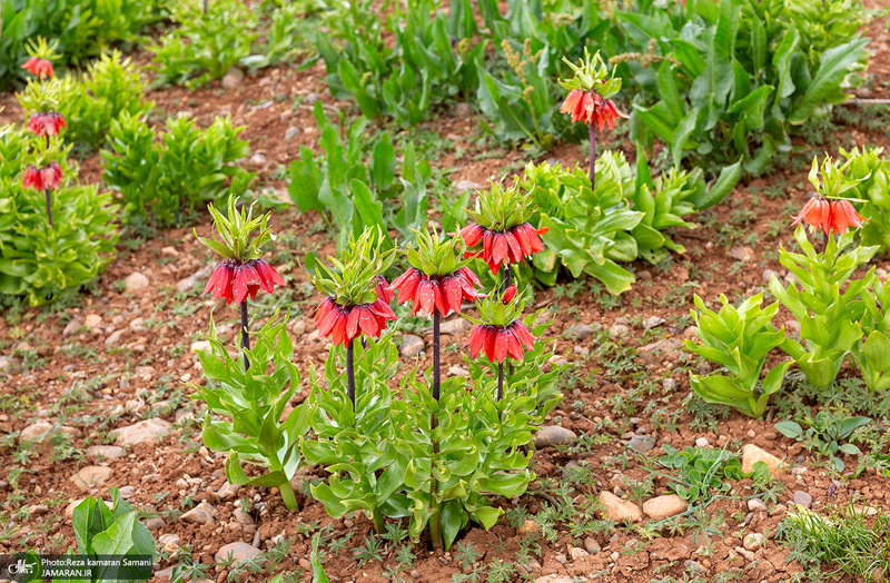 دشت لاله های واژگون کوهرنگ