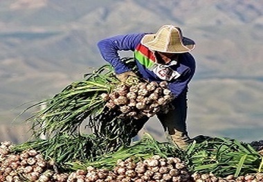 صادرات ۹ هزار تنی  سیر طارم