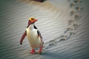 تصویری بسیار دیدنی از پنگوئن جنتو زیر برف های قطب جنوب