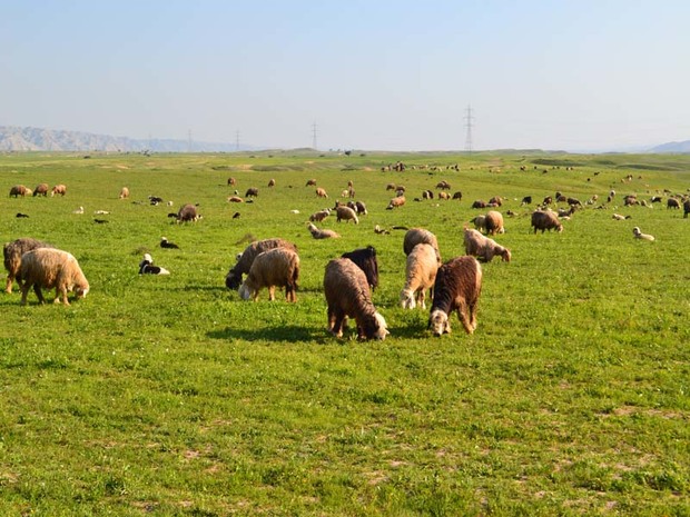 کوچ بهاره عشایر شوشتر به مناطق ییلاقی آغاز شد