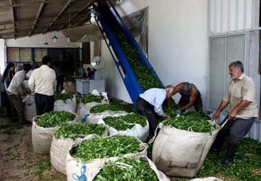 پارسال 55 میلیارد تومان تسهیلات به فعالان بخش چای پرداخت شد