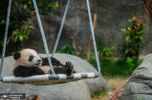 منتخب تصاویر امروز جهان - 29 بهمن 1403