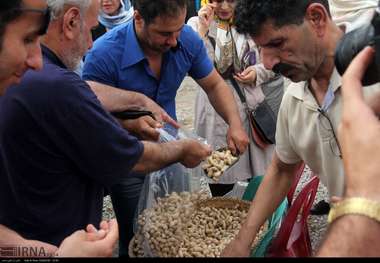 برگزاری جشنواره بادام زمینی در آستانه اشرفیه