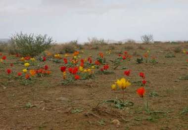 آماده سازی پرونده دشت لاله آهنگران شهرستان زیرکوه برای ثبت در فهرست میراث طبیعی کشور