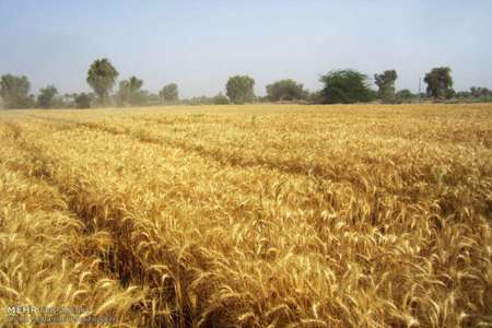 250 هزار تن گندم امسال از مزارع کشاورزی قزوین برداشت می شود