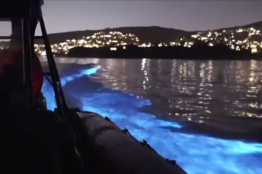 ‌ شنای نورانی دلفین ها در یکی از سواحل کالیفرنیا 