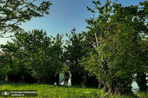 روستای کوته کومه آستارا