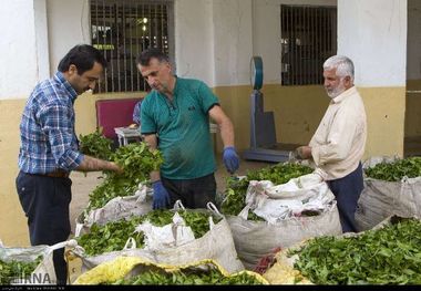 برگ سبز چای ، مازاد بر قیمت تضمینی از چایکاران شمال خریداری می شود