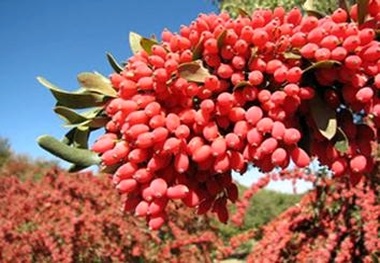 راه‌اندازی گمرک رسمی صادرات زرشک در خراسان جنوبی