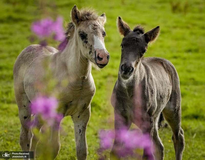 منتخب تصاویر امروز جهان- 22 تیر 1400