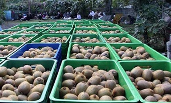 رشد 235درصدی صادرات کیوی از گمرکات مازندران طی 9 ماهه سال 97
