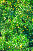 طبیعت روستای بزکویه