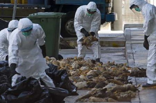 210 هزار قطعه مرغ آلوده در کاشان معدوم شد