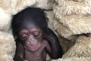 ماجرای جالب تشکیل پرونده برای شامپانزه 3 ساله باغ وحش ارم