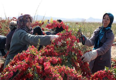 قاینات مقام نخست تولید زرشک را در کشور دارد