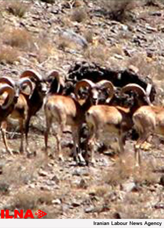 خطری که طبیعت و حیات‌وحش لرستان را تهدید می‌کند