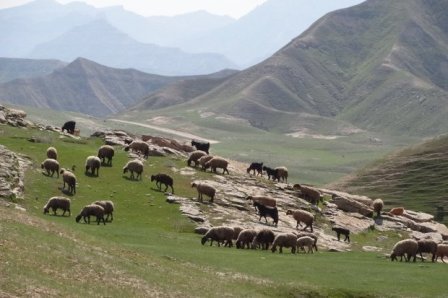 چرای بی رویه و غیرمجاز دام در مراتع ملایر نگران کننده است