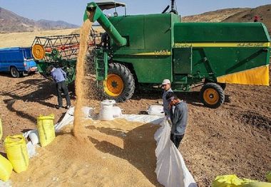 بیش از ۳ هزار تن جو در نقده برداشت شد