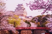 تصویری خیره کننده از منظره شکوفه های گیلاس در ژاپن 