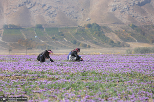 برداشت زعفران از مزارع استان چهارمحال و بختیاری
