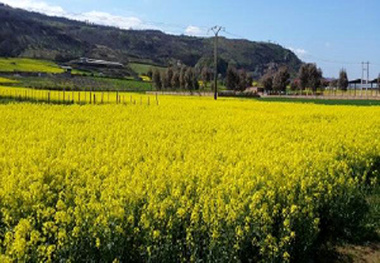 خرید نیمی از کلزای کشور در مازندران