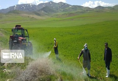 ۶۰ هزار هکتار از مزارع سقز آفت‌زدایی شد