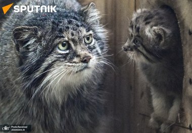گربه مورد علاقه روس ها توله دار شد! + عکس