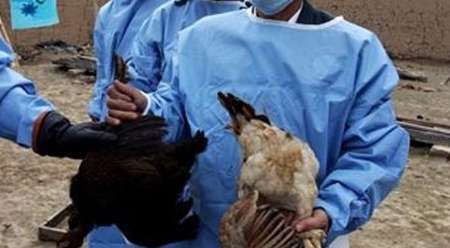 فروش مرغ زنده مهمترین عامل شیوع انفلوانزای مرغی است