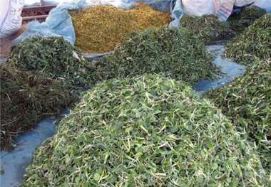 خراسان شمالی گنجینه گیاهان دارویی ، سرمایه ای که مغفول مانده است