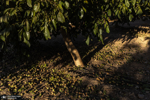 برداشت مکانیزه گردو در استان زنجان