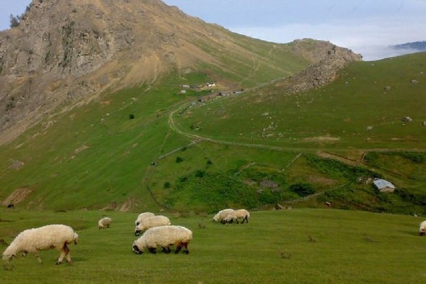 3000 هکتار مرتع در مهاباد به بهره برداران واگذار شد