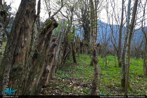 طبیعت رویایی ماسال گیلان