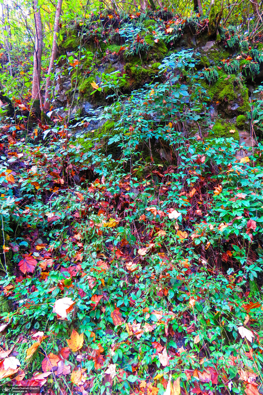 جاده سیاهکل به دیلمان استان گیلان